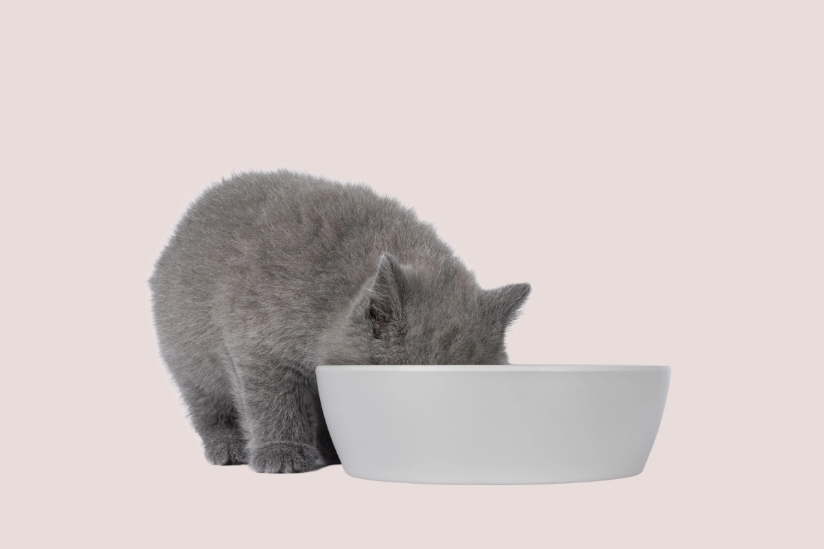 Jedzenie dla zwierząt